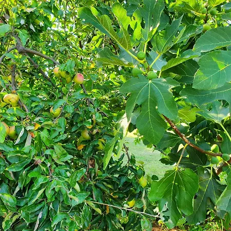 Biograci Villa Široki Brijeg