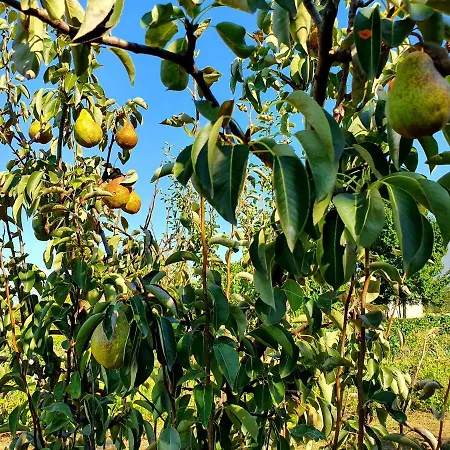 Biograci * Široki Brijeg