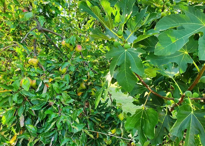 Biograci Villa Široki Brijeg