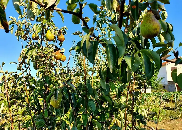 Biograci * Široki Brijeg